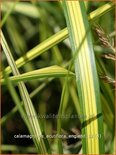 Calamagrostis acutiflora &#39;England&#39;