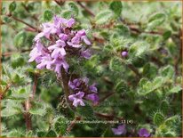 Thymus praecox &#39;Pseudolanuginosus&#39;