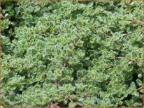 Thymus praecox &#39;Pseudolanuginosus&#39;