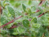 Thymus praecox &#39;Pseudolanuginosus&#39;