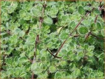 Thymus praecox &#39;Pseudolanuginosus&#39;