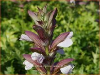 Acanthus &#39;Morning Candle&#39;