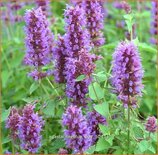 Agastache &#39;Blue Boa&#39;