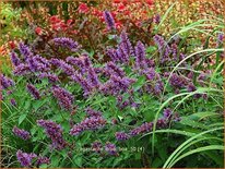 Agastache &#39;Blue Boa&#39;