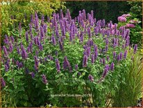 Agastache &#39;Blue Boa&#39;