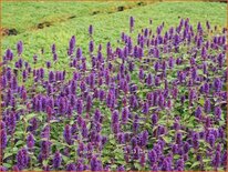 Agastache &#39;Blue Boa&#39;