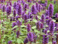 Agastache &#39;Blue Boa&#39;