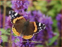 Agastache &#39;Blue Boa&#39;