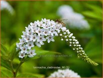 Lysimachia clethroides