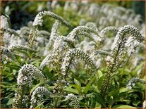 Lysimachia clethroides