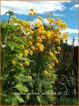 Rudbeckia laciniata &#39;Goldquelle&#39;