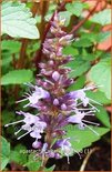 Agastache &#39;After Eight&#39;