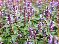 Agastache &#39;After Eight&#39;