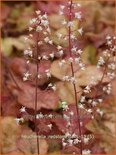 Heucherella &#39;Redstone Falls&#39;