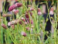 Sanguisorba tenuifolia &#39;Pink Elephant&#39;