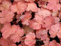 Heuchera &#39;Autumn Leaves&#39;