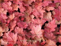 Heuchera &#39;Autumn Leaves&#39;