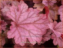 Heuchera &#39;Berry Smoothie&#39;