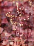 Heuchera &#39;Root Beer&#39;