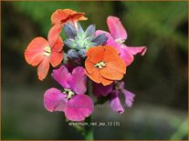 Erysimum &#39;Red Jep&#39;