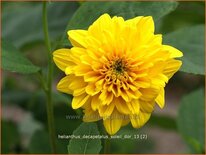 Helianthus decapetalus &#39;Soleil d&#39;Or&#39;