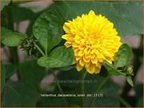 Helianthus decapetalus &#39;Soleil d&#39;Or&#39;