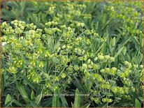 Euphorbia characias &#39;Forescate&#39;