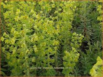 Euphorbia characias &#39;Forescate&#39;