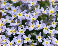 Houstonia caerulea &#39;Millard&#39;s Variety&#39;