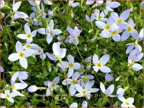 Houstonia caerulea &#39;Millard&#39;s Variety&#39;