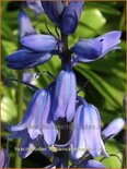 Hyacinthoides hispanica &#39;Excelsior&#39;