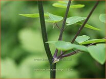 Thalictrum &#39;Black Stockings&#39;