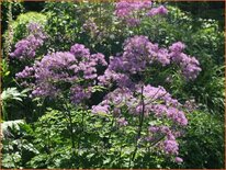 Thalictrum &#39;Black Stockings&#39;