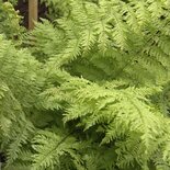 Polystichum setiferum &#39;Plumosum&#39;