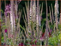 Veronicastrum virginicum &#39;Pink Glow&#39;