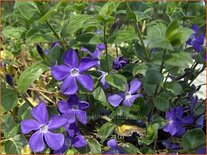 Vinca major