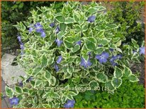 Vinca major &#39;Variegata&#39;