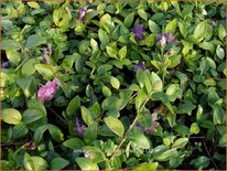 Vinca minor &#39;Atropurpurea&#39;