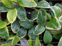 Vinca minor &#39;Aureovariegata&#39;