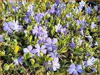 Vinca minor &#39;Aureovariegata&#39;