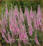 Veronica spicata &#39;Heidekind&#39;