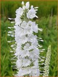 Veronica spicata &#39;Icicle&#39;