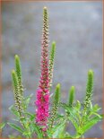 Veronica spicata &#39;Rotfuchs&#39;