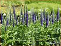 Veronica spicata &#39;Ulster Blue Dwarf&#39;