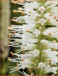 Veronicastrum virginicum &#39;Album&#39;