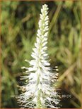 Veronicastrum virginicum &#39;Album&#39;