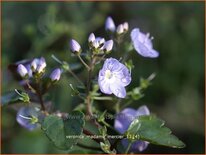 Veronica &#39;Madame Mercier&#39;