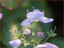 Veronica &#39;Madame Mercier&#39;