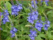 Veronica austriaca &#39;Shirley Blue&#39;