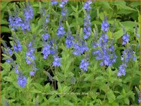 Veronica austriaca &#39;Shirley Blue&#39;